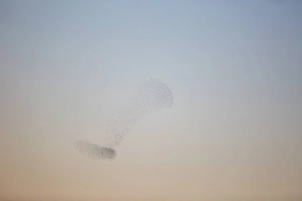 西班牙Aiguamolls Emporda自然公园的Starlings Murmuration — 图库照片