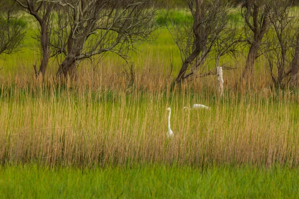 Great Egret Aiguamolls Emporda Nature Reserve Spain — стоковое фото