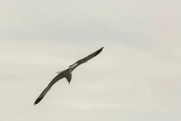 Seagullin Aiguamolls Emporda Nature Reserve Spain — ストック写真
