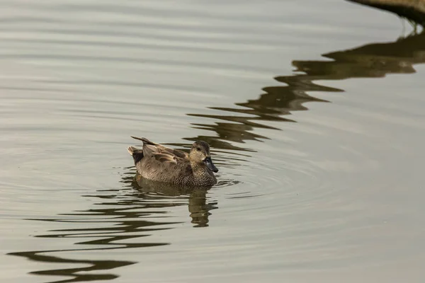 Mallard Wiosną Parku Przyrody Aiguamolls Emporda Hiszpania — Zdjęcie stockowe