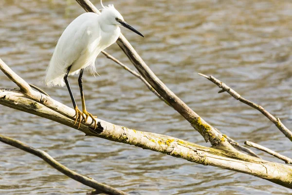 Little Egret Aiguamolls Emporda Nature Park Spain — Photo