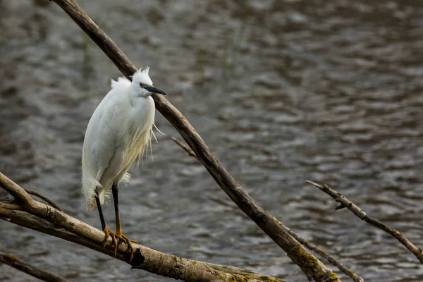 Little Egret Aiguamolls Emporda Nature Park Spain — 스톡 사진