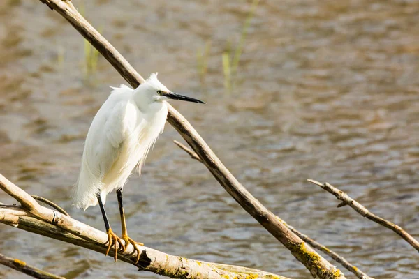 İspanya 'daki AIguamolls De L Emporda Doğa Parkı' nda küçük bir balıkçıl.
