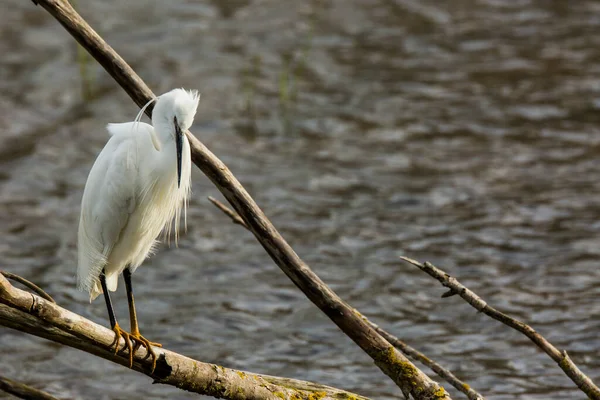 Little Egret Aiguamolls Emporda Nature Park Spain — Photo