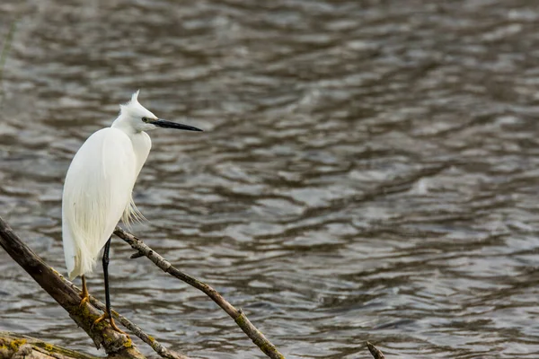 Little Egret Aiguamolls Emporda Nature Park Spain — Photo