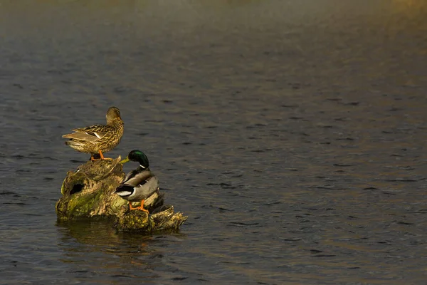 Mallard Wiosną Parku Przyrody Aiguamolls Emporda Hiszpania — Zdjęcie stockowe