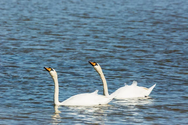 Swan Spring Aiguamolls Emporda Nature Park Spain — ストック写真