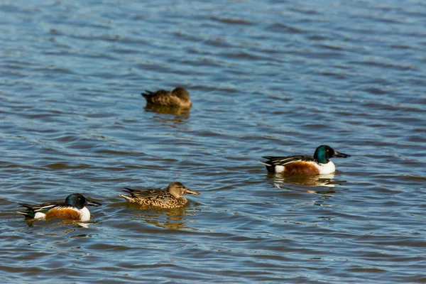 Mallard Primavera Parque Natural Aiguamolls Emporda Espanha — Fotografia de Stock