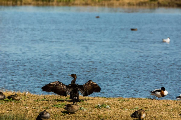 Aalscholver Het Voorjaar Aiguamolls Emporda Natuurreservaat Spanje — Stockfoto