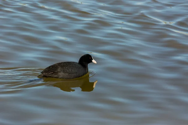 Eurasian Coot Fulica Atra Aiguamolls Emporda Nature Reserve Spain — 스톡 사진