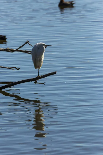 스페인 Aiguamolls Emporda Nature Park — 스톡 사진