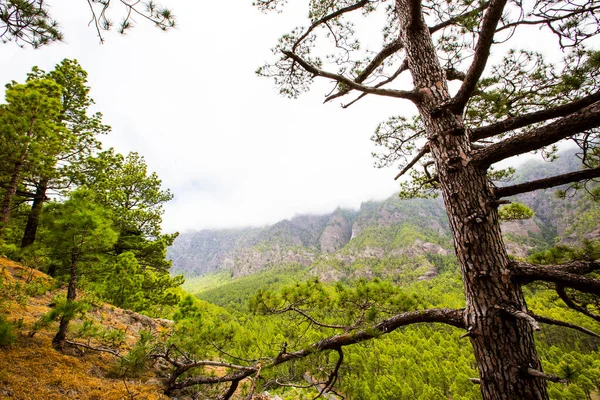 Printemps Cumprecita Caldera Taburiente Île Palma Îles Canaries Espagne — Photo