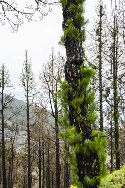 Caldera de Taburiente 'de yanmış orman, La Palma Adası, Kanarya Adaları, İspanya