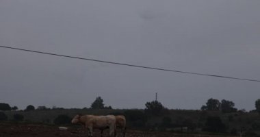 Starlings murmuration and cows in Aiguamolls De L Emporda Nature Park, Spain