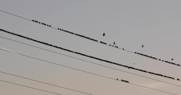 Starlings Murmuration Aiguamolls Emporda Nature Park Spain — Stock Video