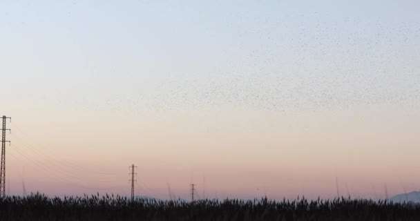 西班牙Aiguamolls Emporda自然公园的Starlings Murmuration — 图库视频影像