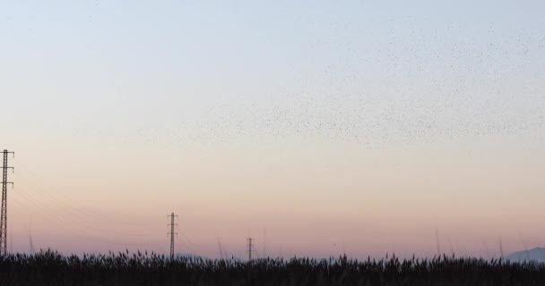 Mordet Starlings Aiguamolls Emporda Nature Park Spanien — Stockvideo