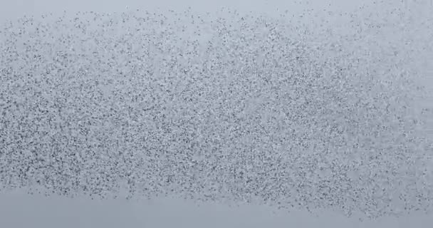 Murmuración Estorninos Aiguamolls Emporda Nature Park España — Vídeo de stock