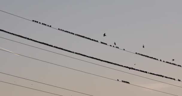Mordet Starlings Aiguamolls Emporda Nature Park Spanien — Stockvideo
