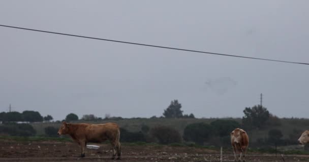 Starlings Murmuration Cows Aiguamolls Emporda Nature Park Spain — Stock Video