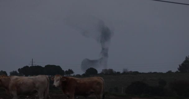 Murmuração Estorninhos Vacas Parque Natural Aiguamolls Emporda Espanha — Vídeo de Stock