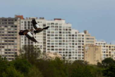 Aiguamolls De L Emporda Doğa Koruma Alanı, İspanya.
