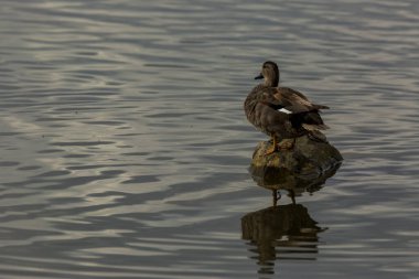 Baharda Mallard Aiguamolls De L Emporda Doğa Parkı, İspanya.
