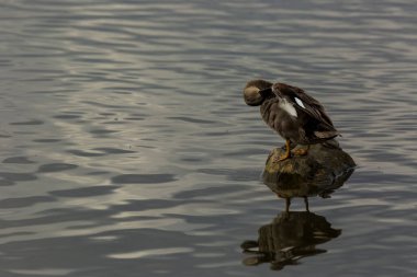 Baharda Mallard Aiguamolls De L Emporda Doğa Parkı, İspanya.