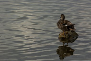 Baharda Mallard Aiguamolls De L Emporda Doğa Parkı, İspanya.