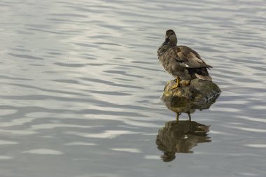 Baharda Mallard Aiguamolls De L Emporda Doğa Parkı, İspanya.