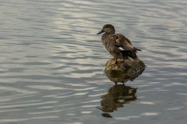 Baharda Mallard Aiguamolls De L Emporda Doğa Parkı, İspanya.
