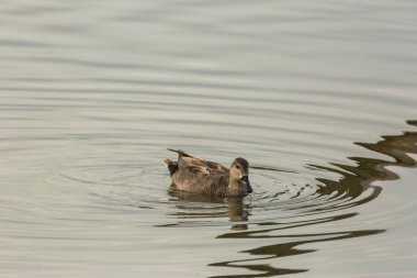 Baharda Mallard Aiguamolls De L Emporda Doğa Parkı, İspanya.