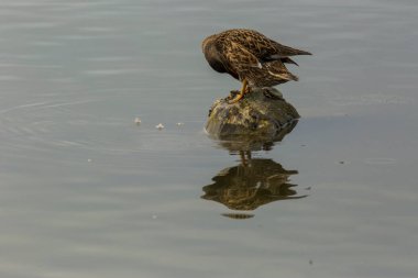 Baharda Mallard Aiguamolls De L Emporda Doğa Parkı, İspanya.
