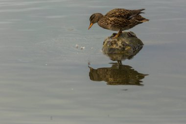 Baharda Mallard Aiguamolls De L Emporda Doğa Parkı, İspanya.