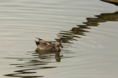 Baharda Mallard Aiguamolls De L Emporda Doğa Parkı, İspanya.