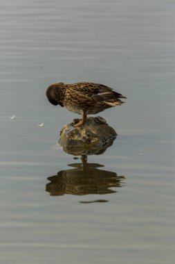 Baharda Mallard Aiguamolls De L Emporda Doğa Parkı, İspanya.
