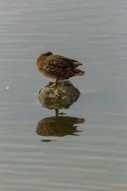 Baharda Mallard Aiguamolls De L Emporda Doğa Parkı, İspanya.