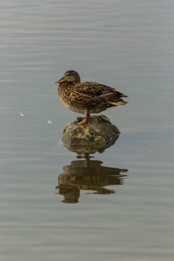 Baharda Mallard Aiguamolls De L Emporda Doğa Parkı, İspanya.