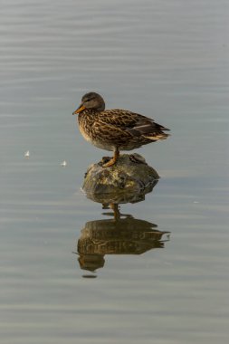 Baharda Mallard Aiguamolls De L Emporda Doğa Parkı, İspanya.