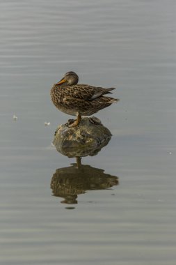 Baharda Mallard Aiguamolls De L Emporda Doğa Parkı, İspanya.