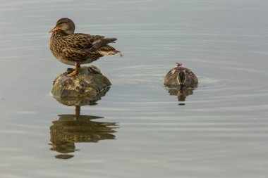 Baharda Mallard Aiguamolls De L Emporda Doğa Parkı, İspanya.