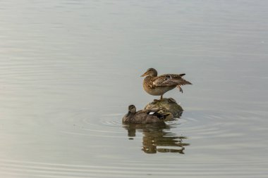 Baharda Mallard Aiguamolls De L Emporda Doğa Parkı, İspanya.