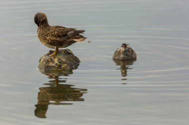Baharda Mallard Aiguamolls De L Emporda Doğa Parkı, İspanya.