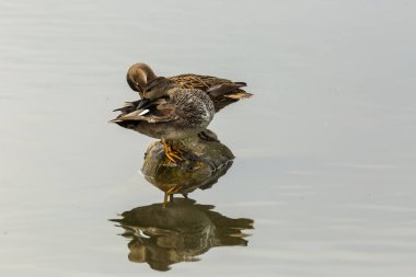 Baharda Mallard Aiguamolls De L Emporda Doğa Parkı, İspanya.