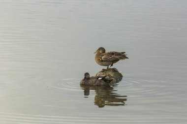 Baharda Mallard Aiguamolls De L Emporda Doğa Parkı, İspanya.
