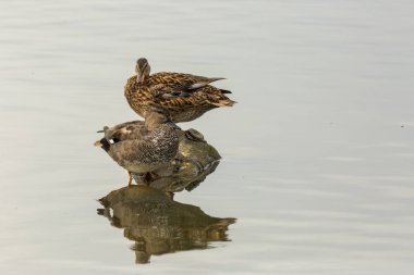 Baharda Mallard Aiguamolls De L Emporda Doğa Parkı, İspanya.