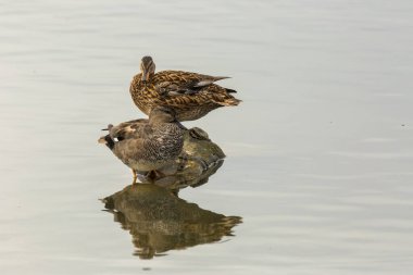 Baharda Mallard Aiguamolls De L Emporda Doğa Parkı, İspanya.
