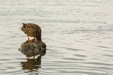 Baharda Mallard Aiguamolls De L Emporda Doğa Parkı, İspanya.