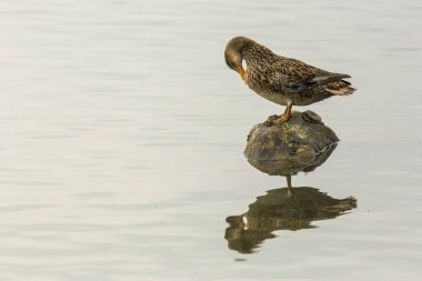 Baharda Mallard Aiguamolls De L Emporda Doğa Parkı, İspanya.