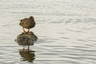 Baharda Mallard Aiguamolls De L Emporda Doğa Parkı, İspanya.